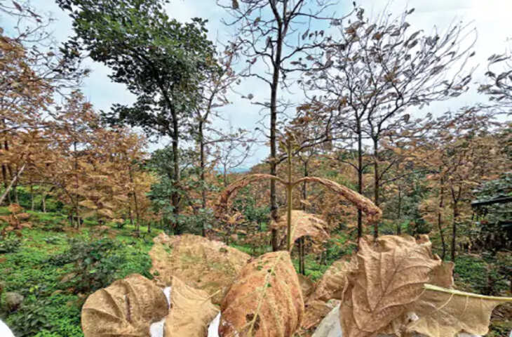 मानसून में भी पातालपानी के जंगलों में पतझड़ जैसा नजारा, सागवान के हजारों पेड़ों पर संकट