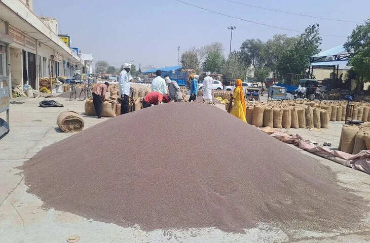 सरसों-चना की MSP खरीद के लिए 20 मार्च से पंजीकरण, 1 अप्रैल से शुरू होगी खरीद