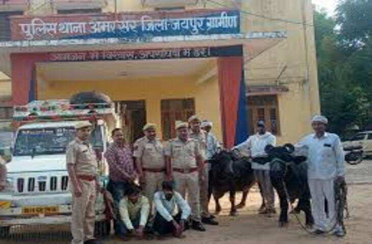 जयपुर में भैंस चोरी की बड़ी वारदात, एक्सक्लूसिव वीडियो में देंखे पुलिस ने तीन आरोपियों को किया गिरफ्तार