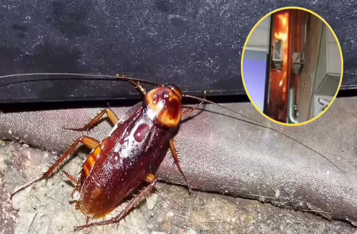 कॉकरोच मारने के चक्कर में चली गई पड़ोसी की जान, महिला ने अपनाया था ऐसा तरीका कि जनाकर आप भी चौंक जाएंगे