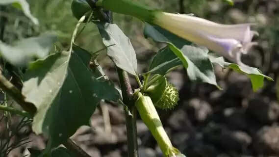 Vastu plant for lord shiv keep kala dhatura plant at home on Sunday and your luck will shine