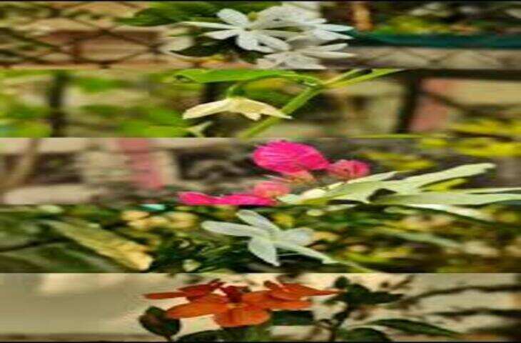 प्रकृति का अनोखा करिश्मा: वायरल वीडियो ने लोगों को किया हैरान