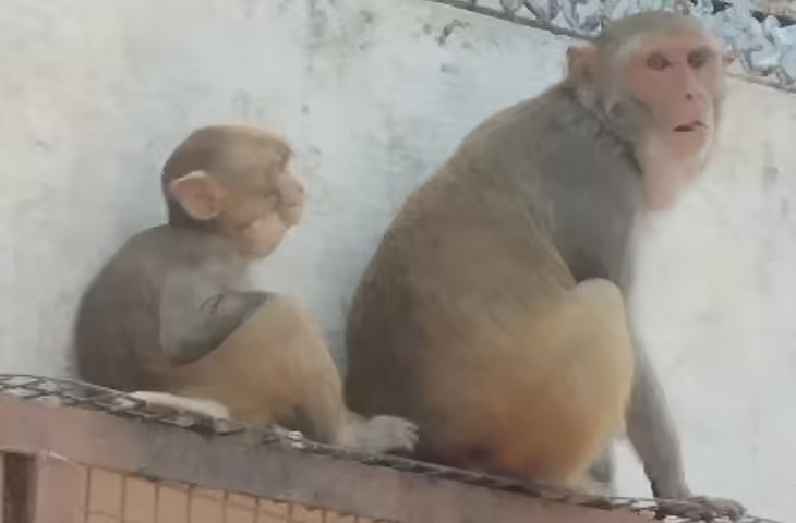 हाथरस में बंदरों के हमले से बड़ा हादसा, बाप के सामने छत से गिरी दो साल की मासूम बच्ची, CCTV में कैद पूरा मंजर