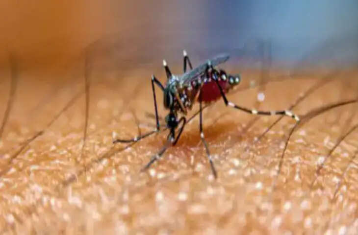 मच्छर बहुत छोटे होते हैं, लेकिन वे कई गंभीर बीमारियों का कारण बनते हैं। कभी-कभी, एक खास मच्छर के एक बार काटने से भी मौत हो सकती है। दुनिया भर में कई लोग मच्छरों के काटने से मरते हैं। एक आदमी को मच्छर ने लगभग मार ही डाला था। आपने मच्छरों से होने वाली कई बीमारियों के बारे में सुना होगा, लेकिन क्या आपने कभी ऐसे मच्छर के बारे में सुना है जिसके काटने से किसी व्यक्ति को सर्जरी करवानी पड़ी हो? ऐसा ही एक आदमी के साथ हुआ।  30 ऑपरेशन की ज़रूरत पड़ी दरअसल, एक आदमी को एक खास मच्छर ने काट लिया था। उसके बाद, आदमी की हालत बिगड़ गई, जिसके कारण उसके 30 ऑपरेशन करने पड़े। मच्छर के काटने से वह आदमी लगभग मर ही गया था। वह लगभग चार हफ़्ते तक कोमा में रहा। दरअसल, जर्मनी के रहने वाले सेबेस्टियन रॉटशैक को एक एशियन टाइगर मच्छर ने काट लिया था और वह लगभग मर ही गया था।  मच्छर ने उसके खून में ज़हर डाल दिया दरअसल, रोडरमार्क के रहने वाले 27 साल के सेबेस्टियन रॉटशैक को एक एशियन टाइगर मच्छर ने काट लिया था, जिसने उसके खून में ज़हर डाल दिया था। डेली स्टार की एक रिपोर्ट के मुताबिक, मच्छर के काटने से इंफेक्शन हो गया, जिससे आदमी का लिवर, किडनी, हार्ट और फेफड़े फेल हो गए। मच्छर के काटने से आदमी की बाईं जांघ पर स्किन ट्रांसप्लांट भी करना पड़ा। पहले तो उसे फ्लू जैसे लक्षण दिखे और वह बीमार पड़ गया। फिर उसकी हालत बिगड़ती गई, जिससे वह न तो खा पा रहा था और न ही बिस्तर से उठ पा रहा था।  बैक्टीरिया ने उसकी आधी जांघ खा ली दरअसल, सेराटिया नाम के एक बैक्टीरिया ने आदमी की बाईं जांघ पर हमला किया और उसका आधा हिस्सा खा लिया। डॉक्टरों ने तब पता लगाया कि ये लक्षण एशियन टाइगर मच्छर के काटने से हुए थे। फिर डॉक्टरों ने आदमी की कुल 30 सर्जरी कीं, जिसमें उसके पैर की दो उंगलियां काटनी पड़ीं। वह आदमी करीब चार हफ्ते तक कोमा में रहा। अब, वह सभी को तुरंत डॉक्टर को दिखाने की सलाह देते हैं। एक छोटा सा मच्छर का काटना जानलेवा हो सकता है।