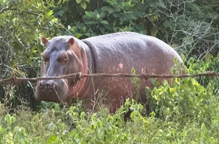 अनंत अंबानी की कोलंबिया से अपील: मैग्डालियाना नदी घाटी के 80 दरियाई घोड़ों को न मारने की मांग