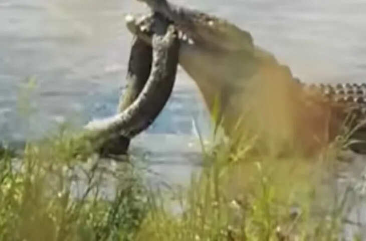 पानी में खौफनाक जंग, मगरमच्छ के जबड़े में फंसा विशाल अजगर, न मानी हार न तोड़ा दम, दिल दहला देने वाला Videoहै