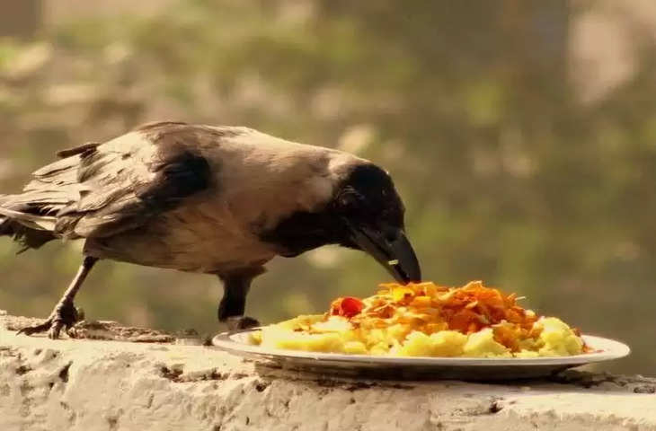 Shraddha paksha do our ancestors really come to eat food in the form of crows learn these reasons why