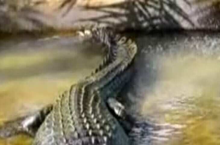 जिपलाइन पर मस्ती कर रही महिला तभी अचानक पानी में से कूद पड़ा दरिंदा, वीडियो देख काँप जाएगी रूह&nbsp;