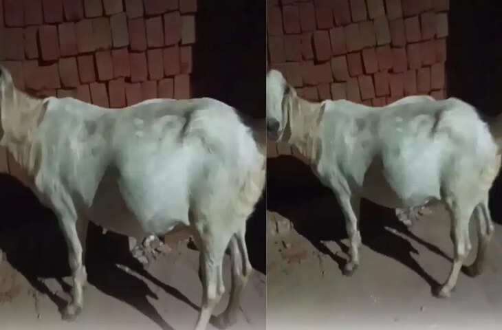 कुदरत का अनोखा नजारा! मां के गर्भ में ही मस्ती करने लगा नन्हा बच्चा, पेट के बाहर से साफ दिखी उसकी हरकत नजारा