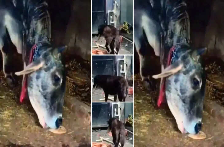 कुत्ते और गाय की अनोखी दोस्ती का भावुक वीडियो वायरल, इंसानियत को भी दे रहा सीख
