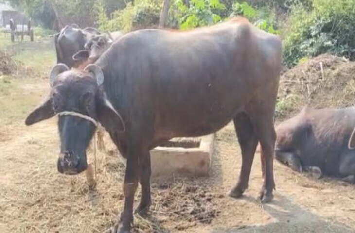 Video: पहले TV चलाओ, फिर मिलेगा दूध! भैंस की अनोखी आदत ने इंटरनेट पर मचा दिया तहलका