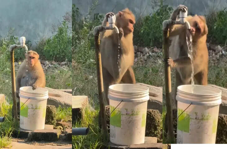 बंदर की समझदारी ने इंसानों को दी पानी बचाने की सीख, नल खोलकर खुद पीता है पानी
