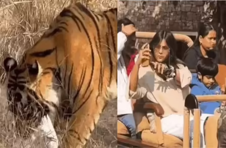 रणथंभौर में एकता कपूर ने की टाइगर सफारी, बाघिन रिद्धि और शावकों के दीदार से खिल उठीं