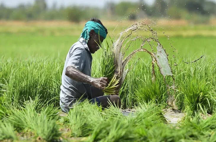 PM Fasal Bima Yojana: खेत में आवारा पशुओं ने फसल कर दी बर्बाद तो मिलेगा मुआवजा? जानें नियम और क्लेम का तरीका