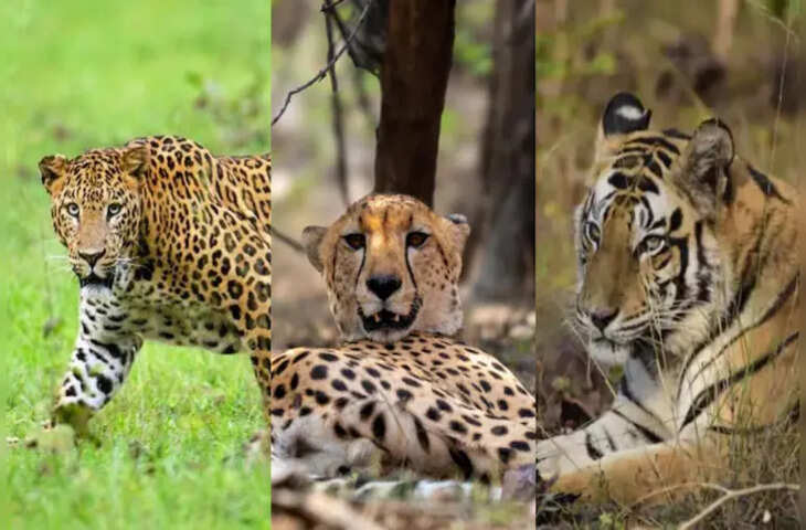रणथंभौर टाइगर रिजर्व में दुर्लभ नजारा: एक ही जोन में दिखे चीता, तेंदुआ और बाघ