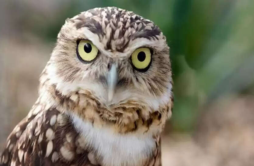 Diwali 2023 shubh ashubh sanket