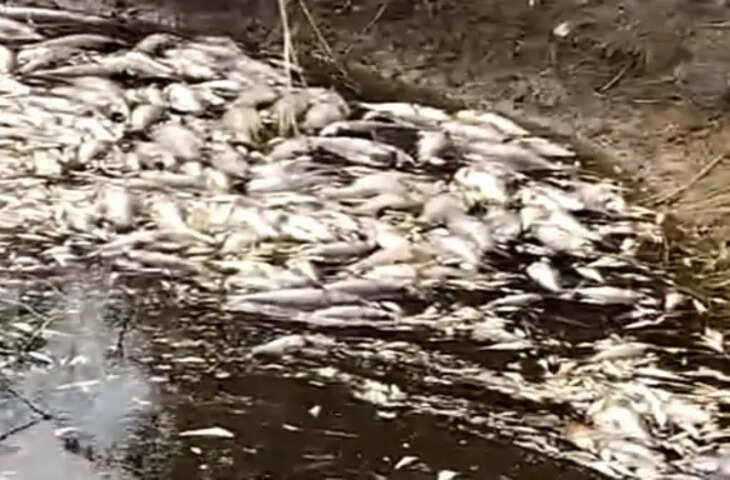 सतना बायोफ्यूल प्लांट प्रदूषण मामला: NGT ने कहा- मछलियों की मौत से सीधा संबंध साबित नहीं, संयंत्र और MPPCB को दिए निर्देश