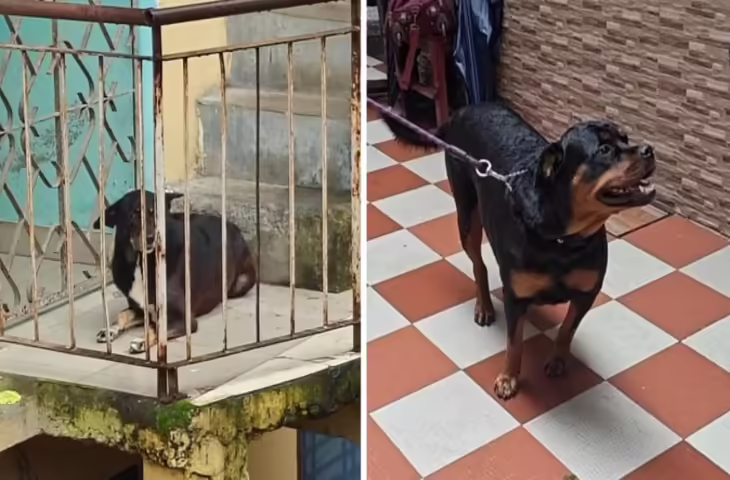 मंडी जिले में कुत्तों की सतर्कता ने बचाई जानें, प्राकृतिक आपदा से हुए बचाव के मामले सामने