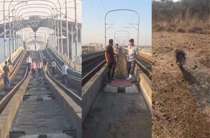 नागपुर मेट्रो ट्रैक पर दिखा जंगली साही, रेस्क्यू ऑपरेशन का वीडियो वायरल