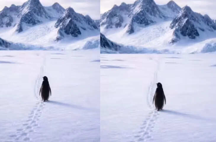 सारी दुनिया को रुला रहा है ये पेंगुइन, पुराना लेकिन फिर भी क्यों चर्चा में है ये 2007 का VIDEO