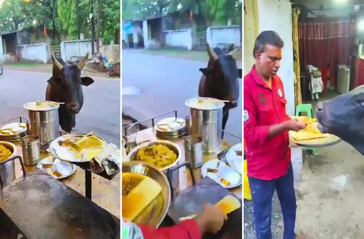 डोसे के लिए लाइन में लगा सांड! तवे के पास खड़े होकर किया अपनी बारी का इंतजार