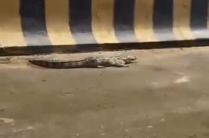 Viral Video: बारिश के बीच नदी छोड़ सड़क पर पहुंचा विशाल मगरमच्छ, देखकर लोगों की थम गई सांसें