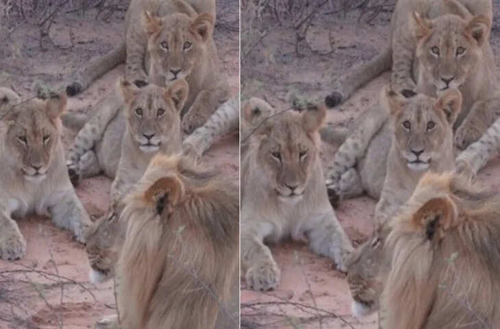 सात शेरों से अकेली लड़ गई ये शेरनी, किसी फिल्म के हीरो से कम नहीं है इस जंगल की रानी की कहानी