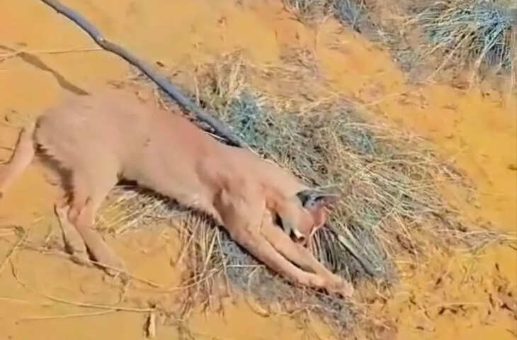 जैसलमेर में दुर्लभ कैराकल की हत्या का मामला उजागर, 3 आरोपी गिरफ्तार