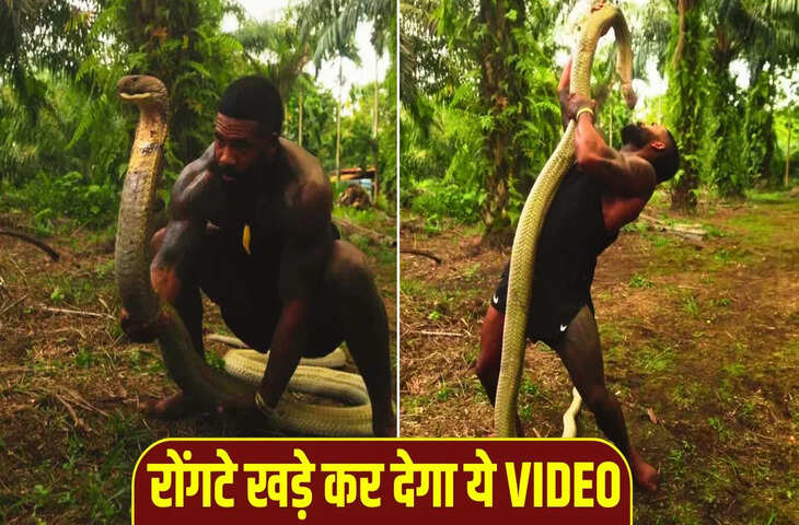 खतरनाक किंग कोबरा को शख्स ने हाथों से उठाया, सांप ने पलटकर ऐसे घूरा, VIDEO देख रोंगटे खड़े हो जाएंगे