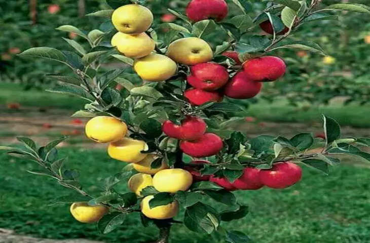 Simla  के किसानो ने की सेब से भारी कमाई