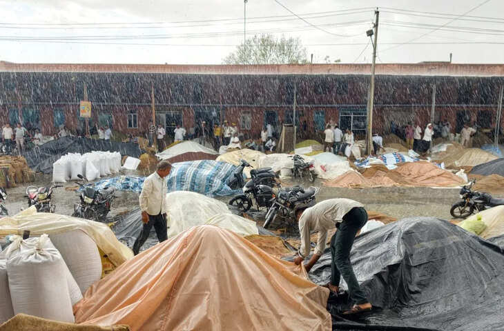 कुदरत के कहर के आगे आंखों में बेबसी&hellip; बरसात से मेड़ता मंडी में 5 करोड़ की फसलें भीगी