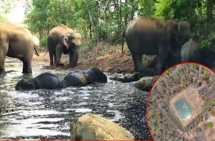 झिरिया में हाथियों की जलक्रीड़ा का VIDEO, उधर पानी में जहर मिलाकर शिकार की साजिश रच रहे 7 शिकारी गिरफ्तार