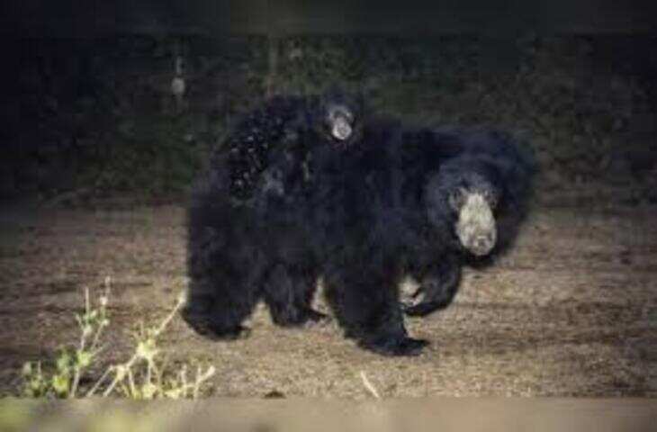करौली टाइगर रिजर्व में भावुक नजारा, मादा भालू अपने दो शावकों को पीठ पर लेकर घूमती दिखी
