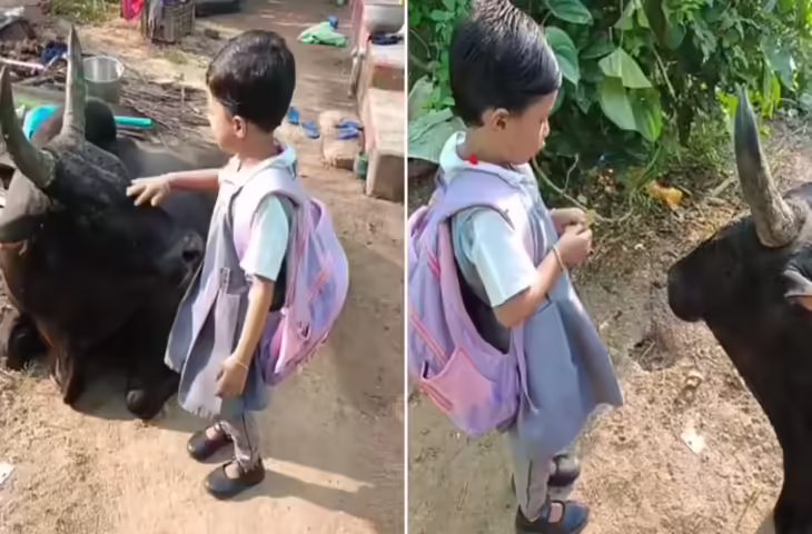 स्कूल जाने से पहले नन्ही परी ने गाय से मांगा आशीर्वाद, दोनों के मासूम रिश्ते ने छू लिया लाखों लोगों का दिल