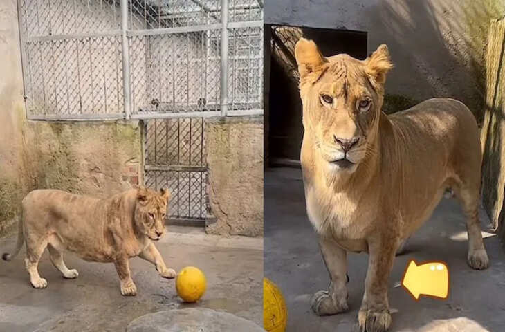 छोटे पैरों वाले 'कॉर्गी' शेर ने इंटरनेट पर लगाई आग, क्यूटनेस देख दिवाने हुए लोग...लेकिन पीछे का दर्द कर देगा आंखे नम