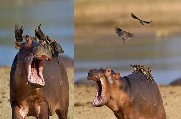 ये खूनी चिड़ियां कहलाती है जानवरों की सरकारी डॉक्टर, सड़े घाव को करती है ठीक