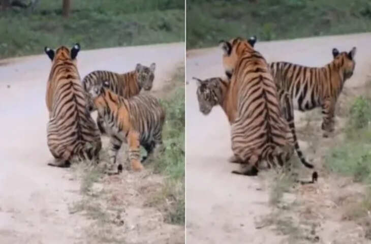 Kabini Forest जंगल में क्यूट मोमेंट मां के साथ खेलते बाघ के बच्चों का Video हुआ वायरल, क्यूटनेस देख रह जाएंगे दंग&nbsp;