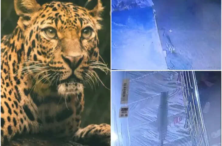 जयपुर के सांगानेर में तेंदुए का आतंक, वन विभाग ने कहा- 'अंधेरा होने पर घर से बाहर न निकलें'