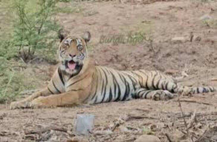 रणथंभौर में बाघिन &lsquo;दुर्गा&rsquo; का शिकार, वीडियो में देंखे तीन शावकों के साथ नीलगाय खाते दिखी, पर्यटक हुए रोमांचित