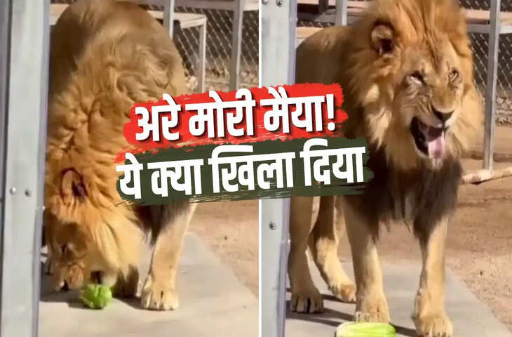 जंगल के राजा ने पहली बार चखा वेज खाना, स्वाद लेते ही ऐसा बनाया मुंह कि आप भी हंसते-हंसते हो जाएंगे लोटपोट&nbsp;