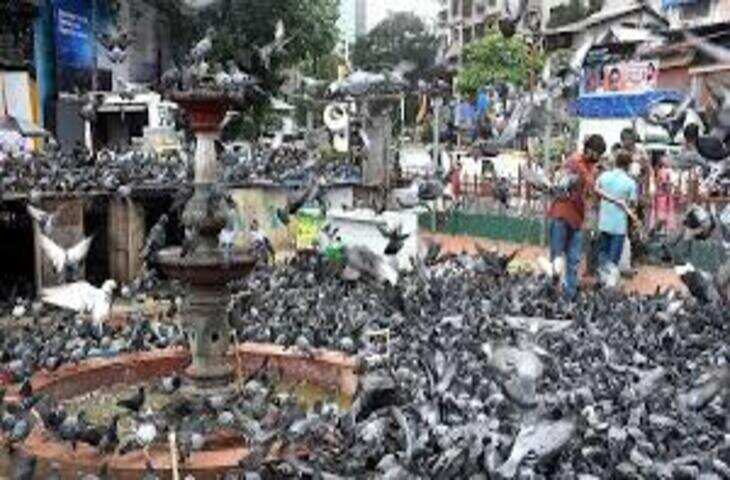 महाराष्ट्र में कबूतरखाना और हाथी माधुरी को लेकर चल रहे विवादों ने बढ़ाई राजनीतिक और सामाजिक हलचल