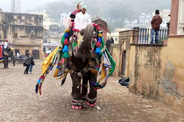 आमेर के हाथियों का जलवा, शाही अंदाज में Happy New Year विश कर विदेशी सैलानियों का जीता दिल, सेल्फी की मची होड़