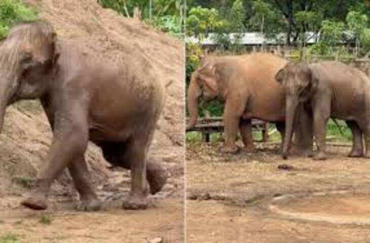 हाथी के बच्चे के गिरते ही पूरा परिवार दौड़ा मदद को, वायरल वीडियो ने जीता दिल