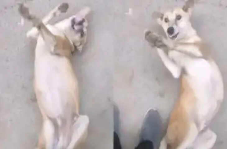 डांसरों की महफिल में &lsquo;चार पैरों वाला&rsquo; स्टार! सड़क पर लेटकर नाचते कुत्ते का वीडियो वायरल&nbsp;