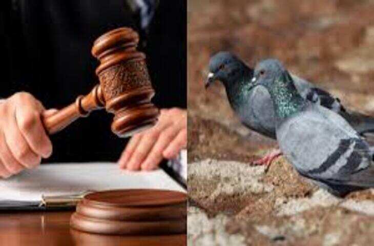 मकराना में बेजुबान परिंदों के साथ क्रूरता का चौंकाने वाला मामला सामने आया है। यहां लंबे समय से कबूतरों की अवैध रेसिंग और लड़ाई का खतरनाक खेल चल रहा था। इस खेल के जरिए कबूतरबाज हजारों से लेकर लाखों रुपये तक की कमाई कर रहे थे। मामले का खुलासा होने के बाद जयपुर पुलिस ने कार्रवाई करते हुए तीन युवकों को गिरफ्तार किया है और उनके कब्जे से 42 कबूतर बरामद किए हैं।  पुलिस जांच में सामने आया कि आरोपी कबूतरों को विशेष प्रशिक्षण देकर उनकी रेस और लड़ाई करवाते थे। इसके लिए बाकायदा प्रतियोगिताएं आयोजित की जाती थीं और इश्तिहार जारी कर लोगों को इसमें शामिल होने के लिए आमंत्रित किया जाता था। इन प्रतियोगिताओं में कबूतरों की रेस और फाइट पर दांव लगाए जाते थे, जिससे मोटी रकम का लेन-देन होता था।  बताया जा रहा है कि आरोपी कबूतरों को जीत दिलाने के लिए उन्हें विशेष तरीके से तैयार करते थे। इस दौरान कबूतरों के साथ क्रूरता भी की जाती थी, जिससे उनकी जान को खतरा बना रहता था।  मामले की सूचना मिलने के बाद पुलिस ने कार्रवाई करते हुए आरोपियों के ठिकानों पर दबिश दी। इस दौरान मौके से 42 कबूतर बरामद किए गए। साथ ही इस अवैध गतिविधि से जुड़े अन्य सबूत भी पुलिस के हाथ लगे हैं।  पुलिस अधिकारियों के अनुसार, गिरफ्तार आरोपियों से पूछताछ की जा रही है और इस नेटवर्क से जुड़े अन्य लोगों की भी तलाश की जा रही है। पुलिस यह भी जांच कर रही है कि इस अवैध खेल में और कौन-कौन लोग शामिल हैं और कितने समय से यह गतिविधि संचालित हो रही थी।  बरामद किए गए कबूतरों को सुरक्षित स्थान पर रखा गया है और उनकी देखभाल की जा रही है। पुलिस का कहना है कि आरोपियों के खिलाफ पशु क्रूरता और अन्य संबंधित धाराओं