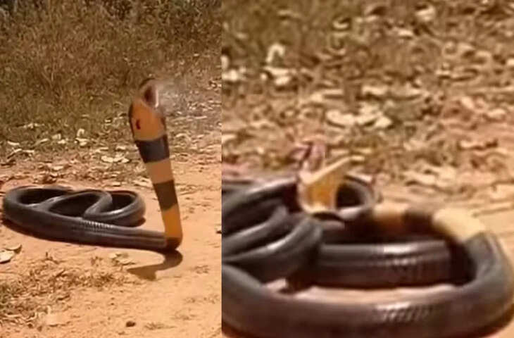 जंगल में चौंकाने वाला दृश्य: किंग कोबरा का अचानक गिरना
