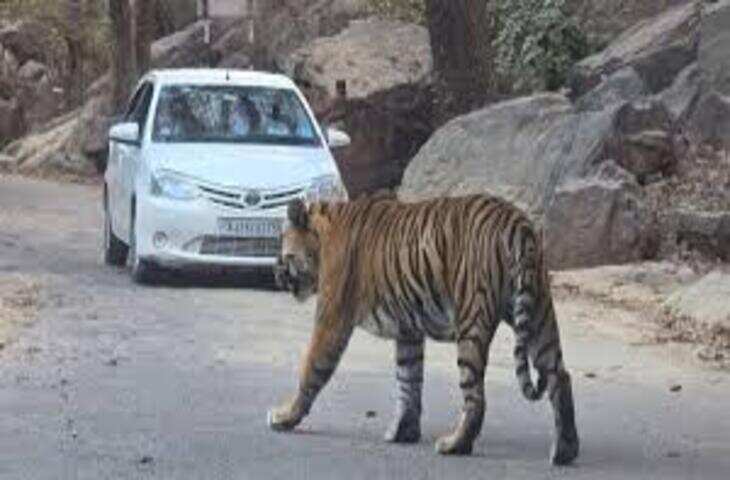 रणथंभौर में बाघ मलंग की हलचल से थमी रफ्तार, टैक्सी ड्राइवर की लापरवाही से यात्रियों की जान पर बना खतरा