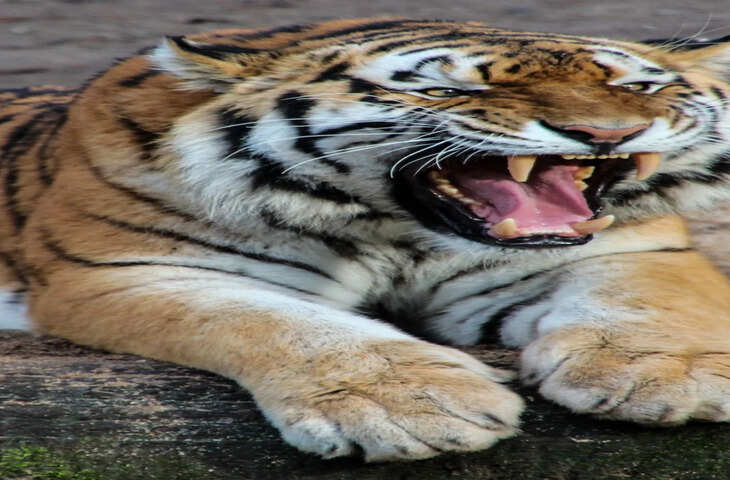 Monkey vs Tiger: खूंखार टाइगर को लंगूर ने यूं किया परेशान, वायरल वीडियो देख रोके नहीं रुकेगी हंसी&nbsp;