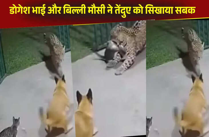  तेंदुए ने किया कुत्ते पर हमला तो जान बचाने पहुंची बिल्ली, ऐसे की खूंखार दरिंदे से फाइट