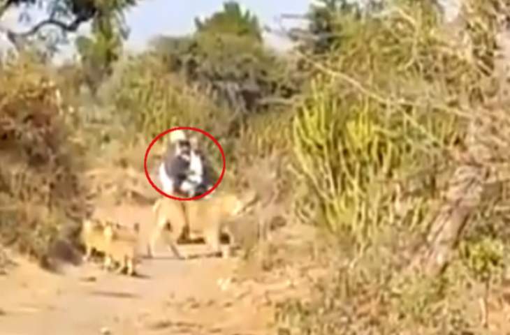 जंगल के रास्ते से जा रहे थे बाइक सवार, तभी सामने आ गया शेर का पूरा परिवार, देखिए फिर हुआ क्या